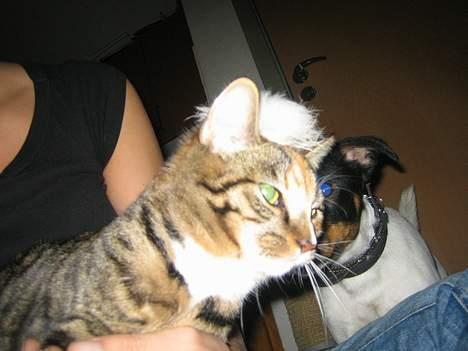 Blanding af racer Gucci - Har flået min papegøje, så nu driller mor med at give mig den på som paryk! Altså.. billede 17