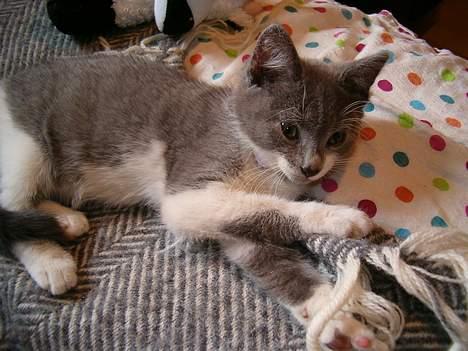 Blanding af racer Sweety - jeg er foto model :)  sweety som lille  billede 6