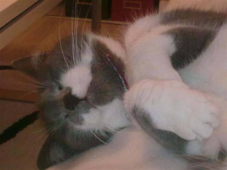 Blanding af racer Sweety - hva skal vi lege ?? sweety som lille billede 7