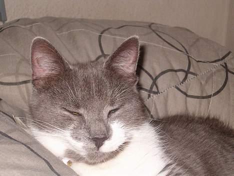 Blanding af racer Sweety - stille jeg sover  billede 8