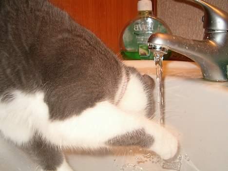 Blanding af racer Sweety - jeg er ikke bange for vand ! billede 9