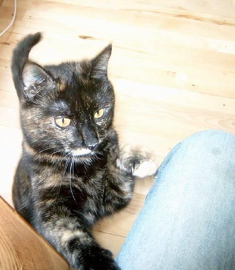 Huskat Angel #R.I.P# - mor jeg er her nede! billede 1