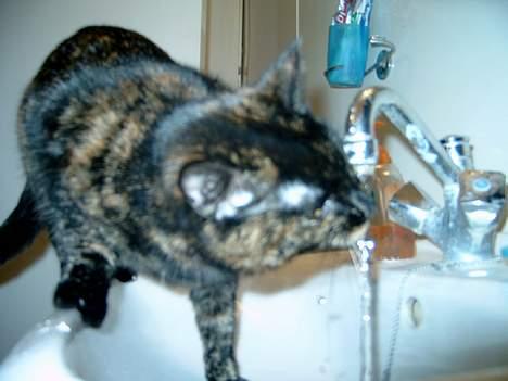 Huskat Angel #R.I.P# - Det bedste er vand fra vandhanen! NAM... billede 2