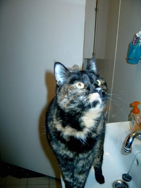 Huskat Angel #R.I.P# - Hvad er det jeg kan se? billede 3