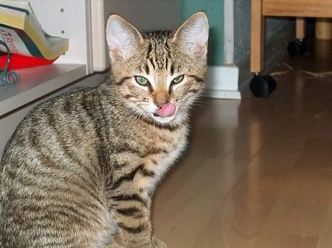 Blanding af racer Tarzan - Der var vidst lidt fra sidste måltid... billede 8