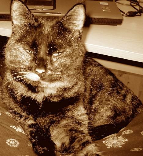 Huskat Angel #R.I.P# billede 4