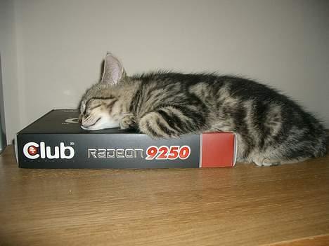 Blanding af racer Niji - Computer-kat. billede 1