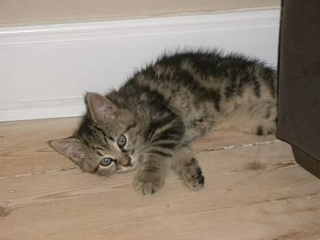 Blanding af racer Niji - Putter her ovre, så de andre ikk kan finde mig. billede 2