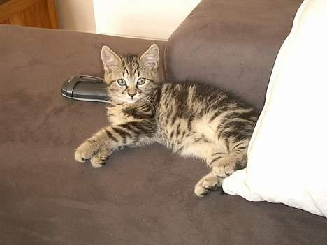 Blanding af racer Niji - Afslapning på sofaen. billede 3