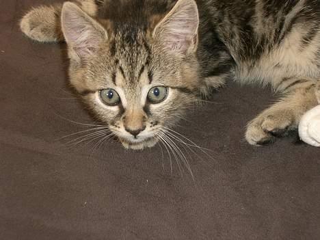 Blanding af racer Niji - Hvem der? billede 4