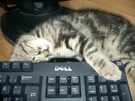 Blanding af racer Niji - Computer-mis billede 5