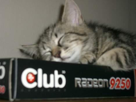 Blanding af racer Niji - Der er intet bedre end at sove oven på en æske. billede 6