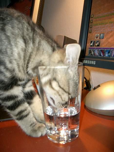 Blanding af racer Niji - - Jeg skal bare lige have det sidste! billede 7