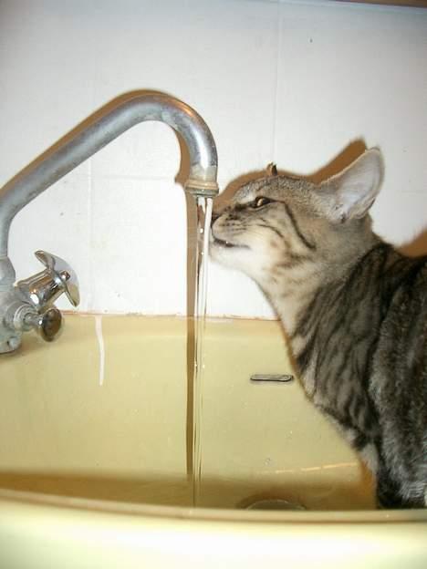 Blanding af racer Niji - Uhm, vand. billede 8