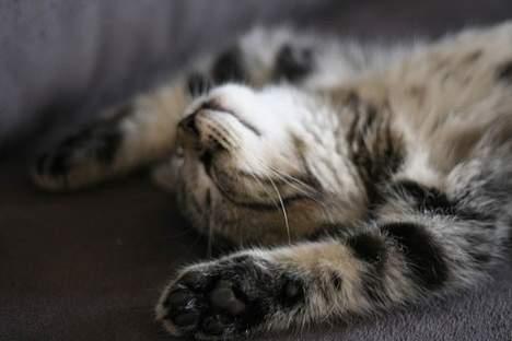 Blanding af racer Niji - Er gået helt omkuld billede 9