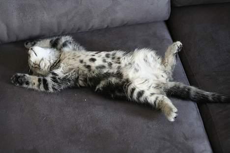 Blanding af racer Niji - En meget hård dag. billede 10