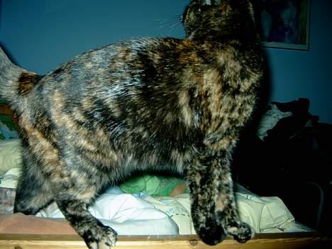 Huskat Angel #R.I.P# - Se alle mine farver... billede 5