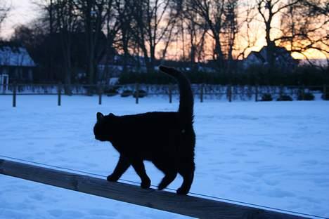 Blanding af racer Daisy ''Aflivet'' - Daisy i vintervejr :D billede 15