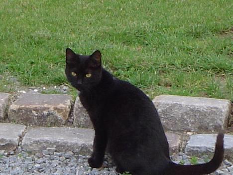 Blanding af racer Daisy ''Aflivet'' - Smukke Daisy billede 16