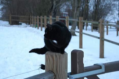 Blanding af racer Daisy ''Aflivet'' - Daisy ved folden billede 17