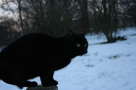 Blanding af racer Daisy ''Aflivet'' - Daisy billede 18