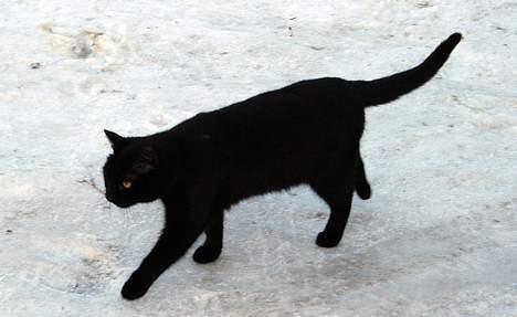 Blanding af racer Daisy ''Aflivet'' - Daisy i sneen :D billede 19