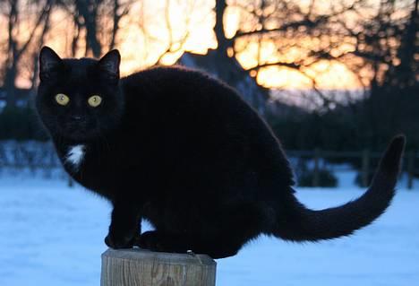 Blanding af racer Daisy ''Aflivet'' - Daisy ved solnedgang <3 :D billede 20