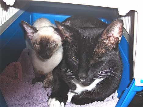 Siameser Kulle  - Kulle hygger sig sammen med Simon billede 14