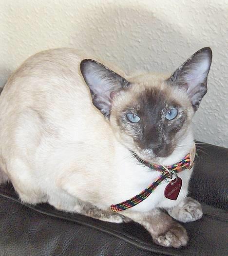 Siameser Kulle  billede 15