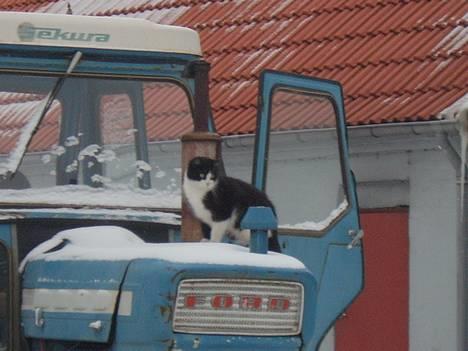 Huskat Præsten billede 10