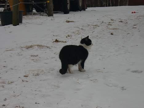 Huskat Præsten billede 11