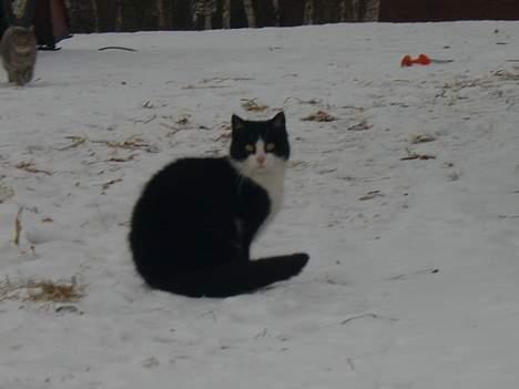 Huskat Præsten billede 12