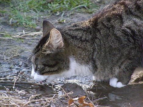 Huskat Ticci  - Ticci drikker af en vandpyt billede 12