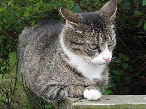 Huskat Ticci  - hehe Ticci bruger meget tid på at tænke =P billede 13