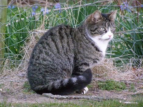 Huskat Ticci  - Ticci ude i haven ;) billede 14