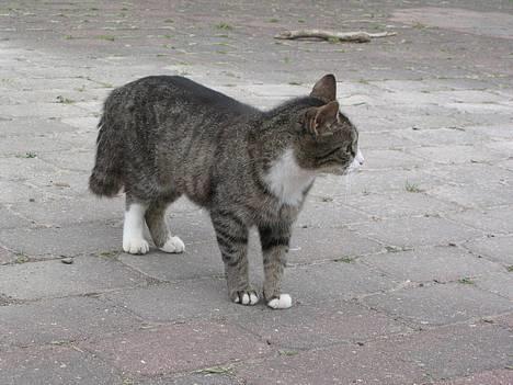 Huskat Ticci  - Stener mis billede 15