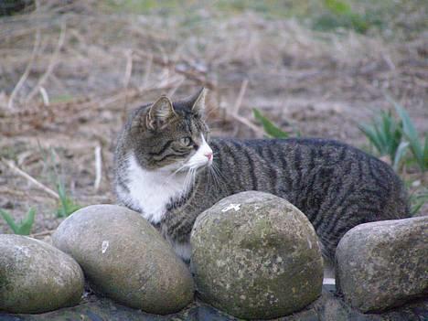 Huskat Ticci  - Smukke mis ved dammen billede 16