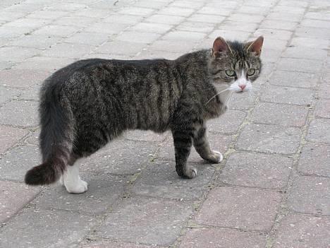 Huskat Ticci  - Hva er der ? billede 17