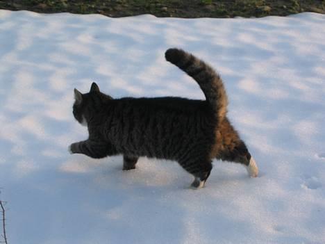 Huskat Ticci  - får kolde poter xD billede 18