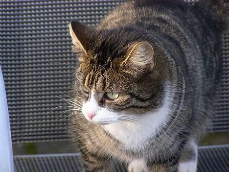 Huskat Ticci  - Ticci kigger på hvad tiger laver =P billede 19