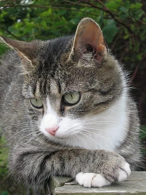 Huskat Ticci  - Ticci sidder som en rigtig Dame =) billede 20