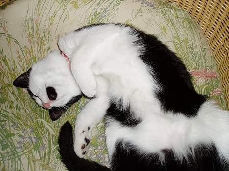 Blanding af racer Lille Mille - Looooove life <3 billede 11