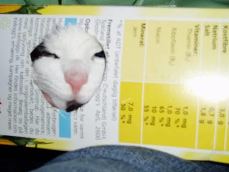 Blanding af racer Lille Mille - Jeg ku´ en gang - og jeg kan sk* stadig =D Altså være i æsken ..  billede 12