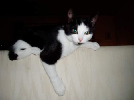 Blanding af racer Lille Mille - Jeg er prinsesse Mille <3 billede 13