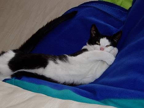 Blanding af racer Lille Mille - Fræksak! billede 14