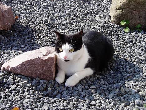 Blanding af racer Lille Mille - Smukke i forhaven ..  billede 15