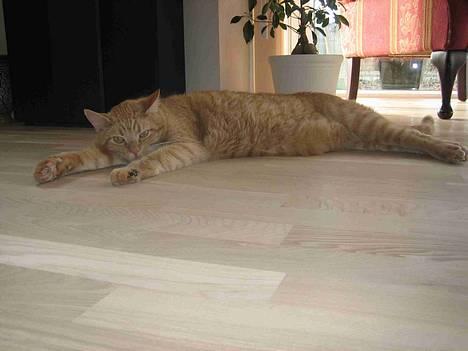 Blanding af racer Valdemar den Store - Tager lige en slapper... ;-) IGEN billede 1