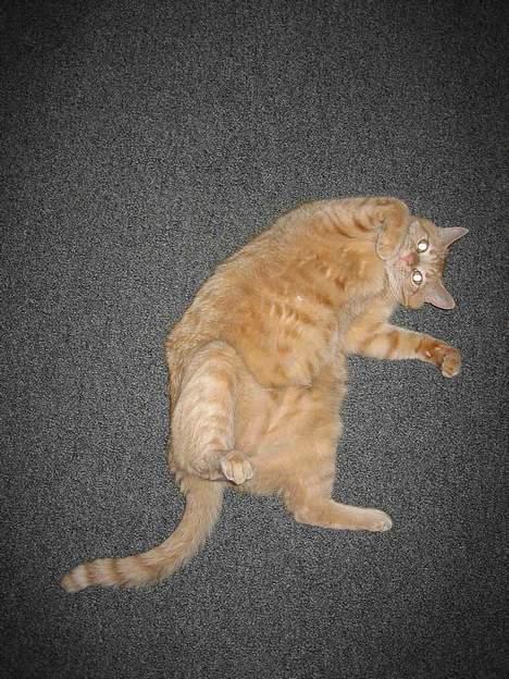 Blanding af racer Valdemar den Store - Trille-rill-rul-rul.... billede 2