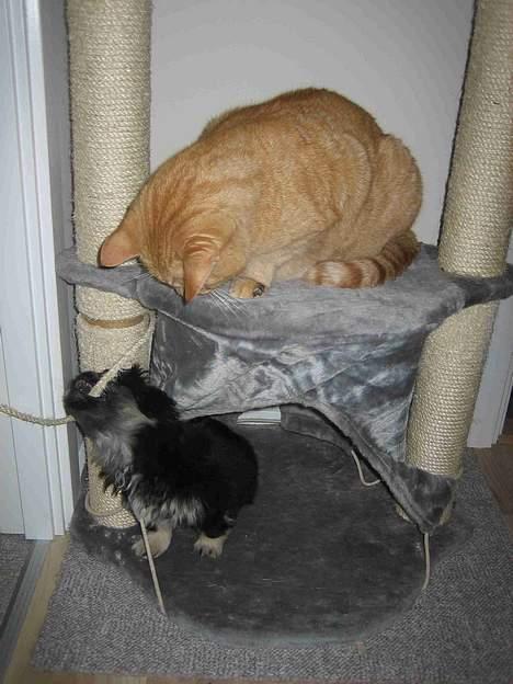 Blanding af racer Valdemar den Store - Her holder Valde styr på Vores lille hvalp Zeus billede 3