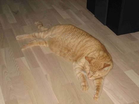 Blanding af racer Valdemar den Store - Ahh... afslapning! billede 4